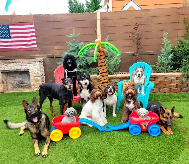 Photo of Dzika Dog Academy