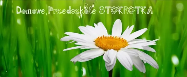 Photo of Stokrotka Domowe Przedszkole
